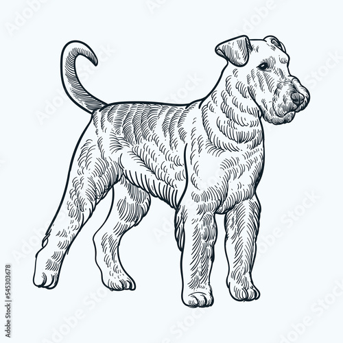Vintage hand drawn Airedale terrier