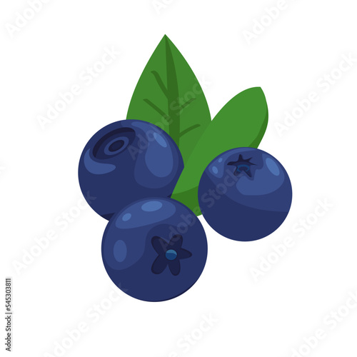 Blueberries. Vector cartoon drawing of blueberries with leaves. Isolated on white background. Detailed blueberries, suitable for web design, icons, print. 