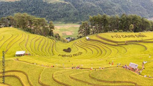 Rice fields on terraced prepare the harvest at Northwest Vietnam.