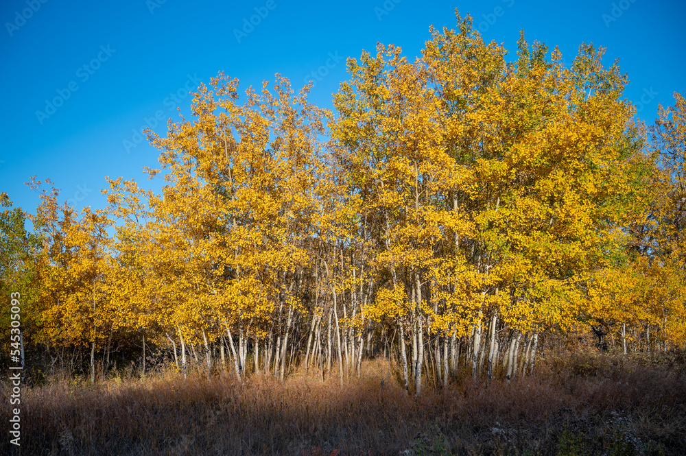 Grove of yellow aspen trees, Fish Creek Provincial Park, Calgary, Alberta