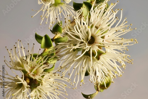 Macro view of isolated Muntries (Kunzea pomifera) flowers on stem photo