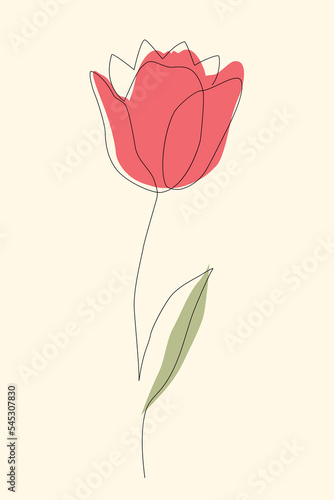 Tulip continuous one line icon. Isolated single flower silhouette. Modern minimal style linear logo. Floral illustration photo