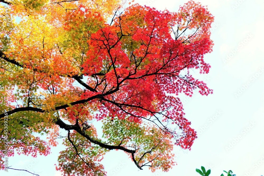 絶景，秋，紅葉，京都，日本，お寺，水の波，風景, 旅行, 建築, 自然, 木, 背景, 黄色, 庭, 光