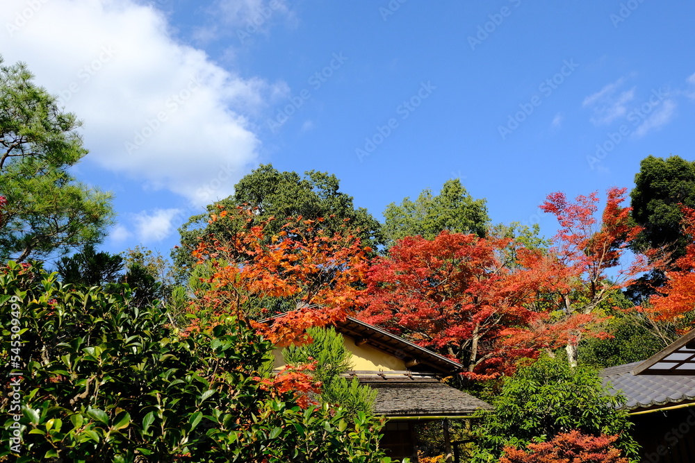 Naklejka premium 絶景,秋,紅葉,京都,日本,お寺,水の波,風景, 旅行, 建築, 自然, 木, 背景, 黄色, 庭, 光