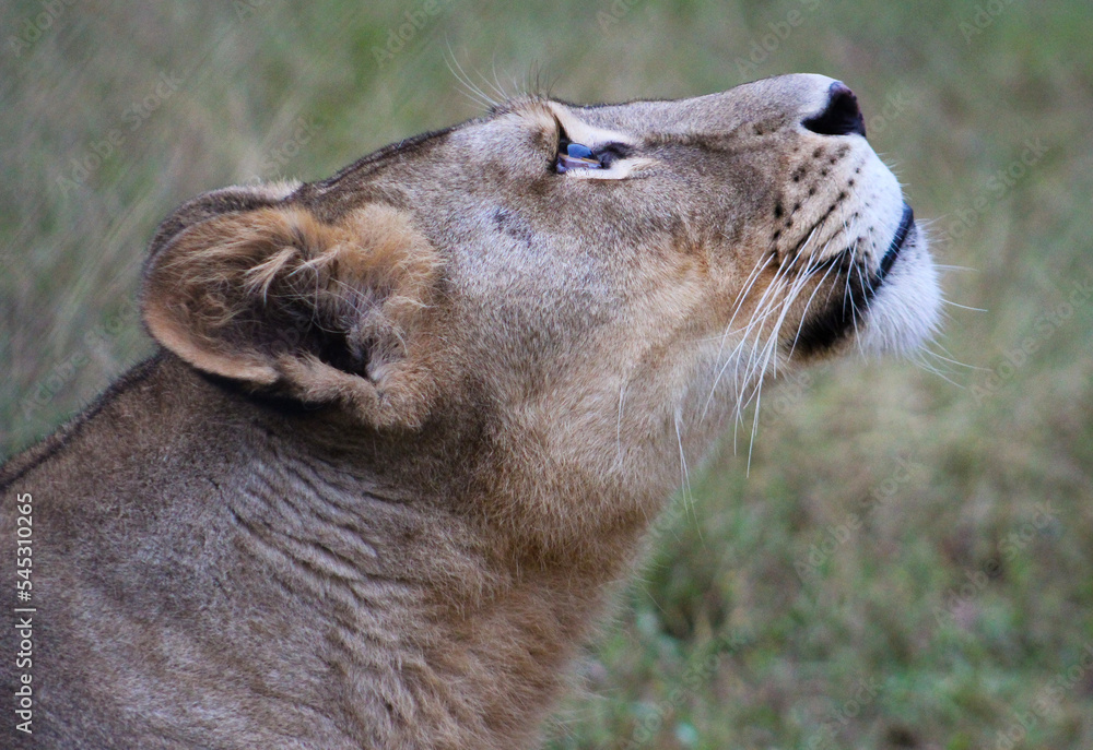 Fototapeta premium portrait of a lion