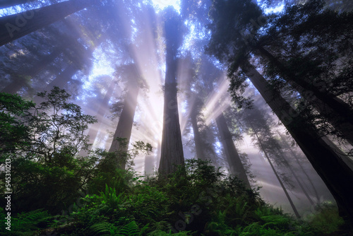 Rays of Light in the Northern California redwoods on a foggy morning.   photo