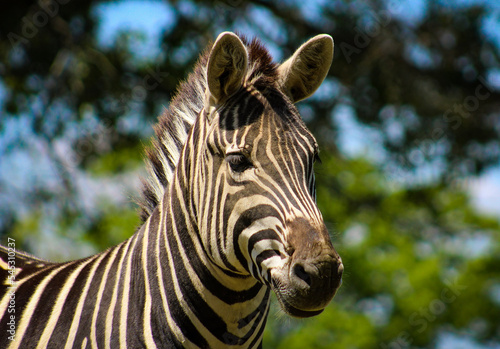 head of zebra