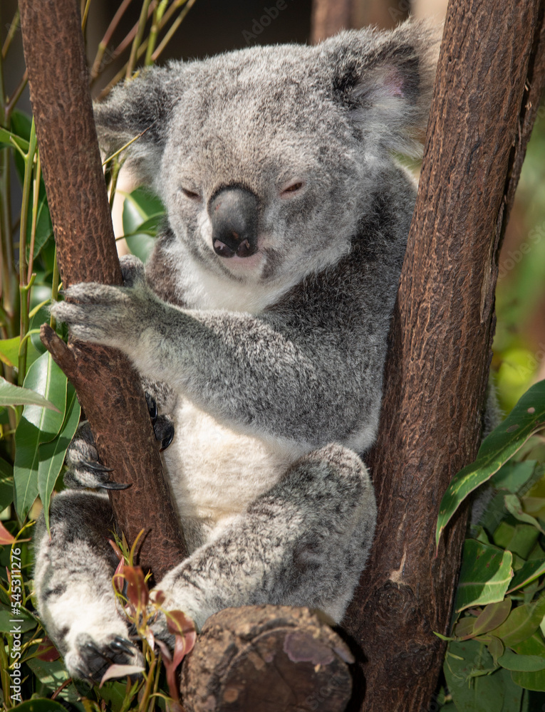 Fototapeta premium the cutest animal the koala