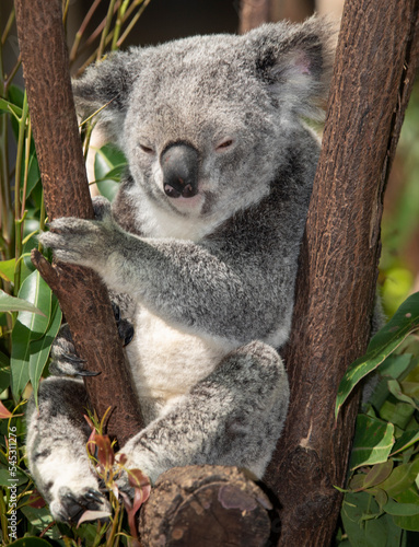 Fototapeta Naklejka Na Ścianę i Meble -  the cutest animal the koala