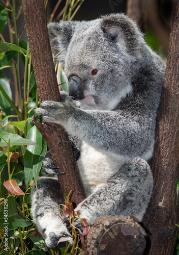 the cutest animal the koala © markrhiggins