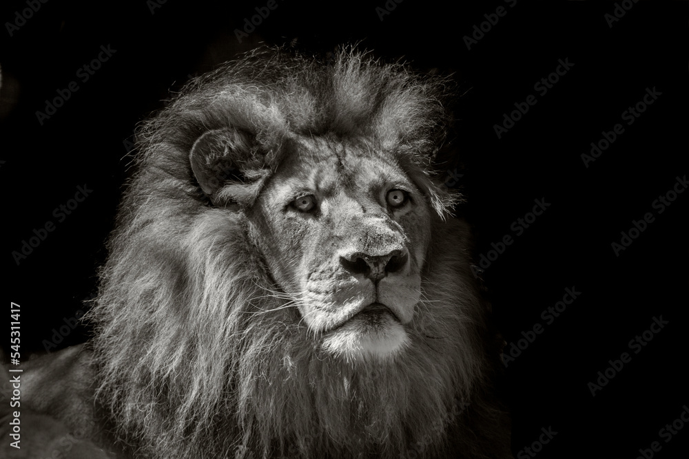 Fototapeta premium the lion king of Africa