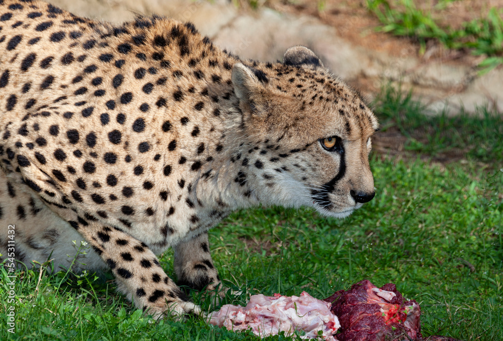 fastest animal the cheetah fastest animal the cheetah