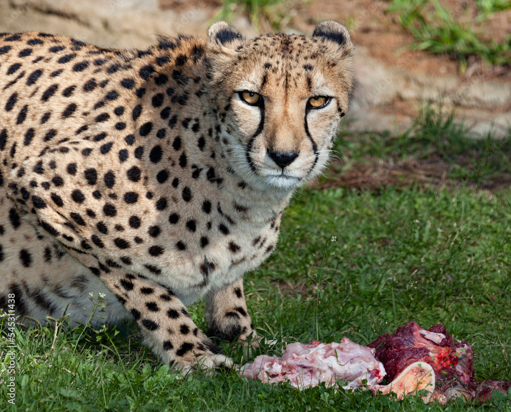 fastest animal the cheetah fastest animal the cheetah