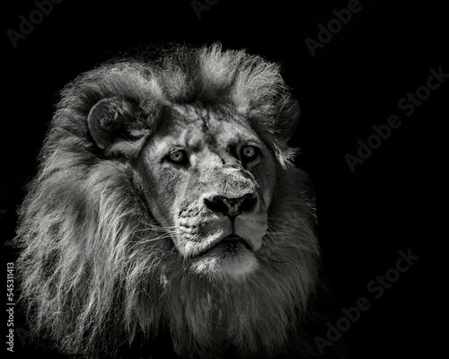 Fototapeta Naklejka Na Ścianę i Meble -  the lion king of Africa