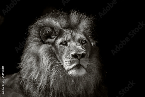 the lion king of Africa © markrhiggins