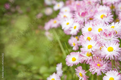 Fototapeta Naklejka Na Ścianę i Meble -  White pink daisy flowers in garden on flower bed in sunlight close-up, copy space. Natural floral background