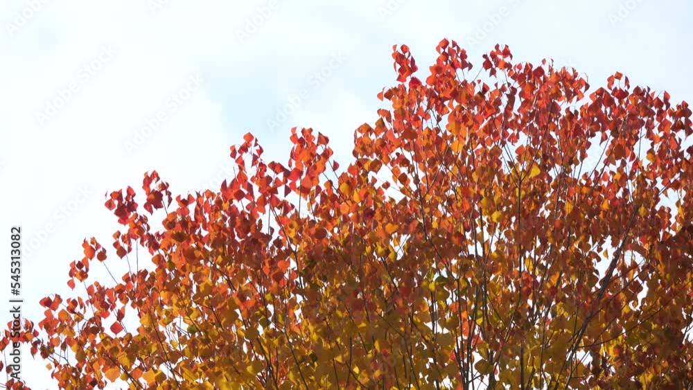 Tokyo,Japan - November 12, 2022: Beautiful autumn leaves in Tokyo, Japan
Tokyo,Japan - November 12, 2022: Beautiful autumn leaves in Tokyo, Japan