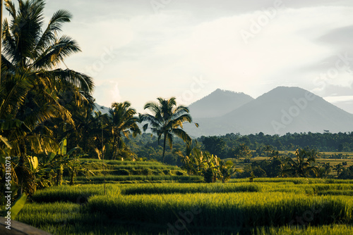Rice fields in Indonesia 