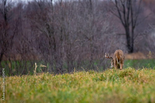 White-tailed deer buck (odocoileus virginianus) on the scent of a doe during the rut in Wisconsin