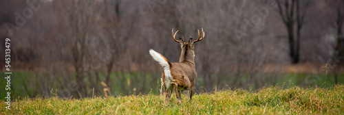White-tailed deer buck (odocoileus virginianus) running away with tail up in Wisconsin