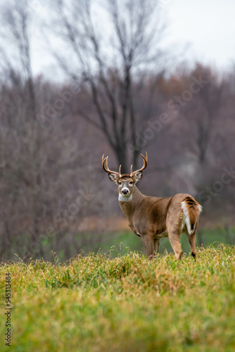 White-tailed deer buck (odocoileus virginianus) standing alert in a Wisconsin field, in November