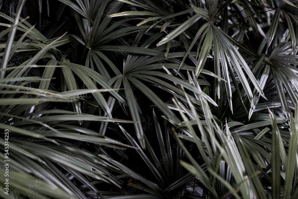 Green leaf background in tropical rainforest. Green leaf background in tropical rainforest.