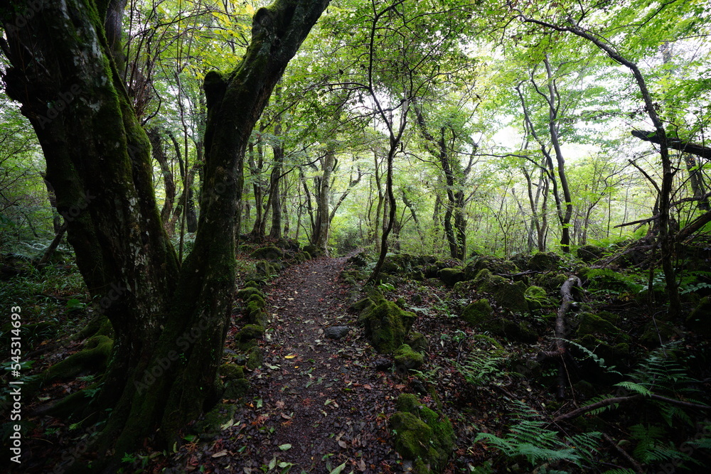 Fototapeta premium fascinating summer path with fern and mossy rocks