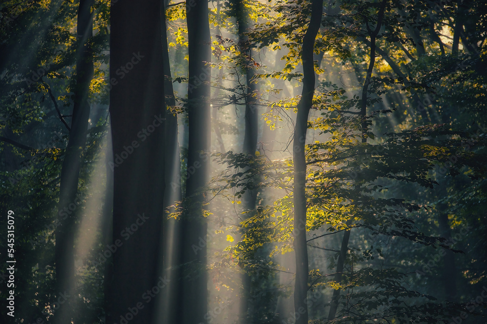 Fototapeta premium Panoramic view of the majestic evergreen forest in a morning fog. Mighty pine tree silhouettes. Atmospheric dreamlike summer landscape. Sun rays, mysterious golden light. Nature, fantasy, fairytale