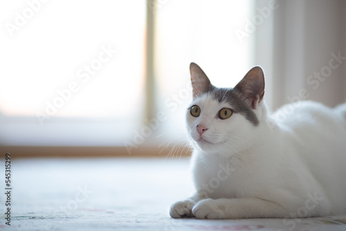 A white cute cat looks curiously on the carpet at home. Very cute white cat