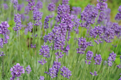 lavender flowers close up