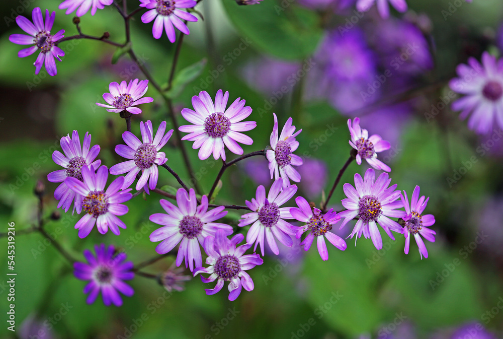 Obraz premium Purple aster - California