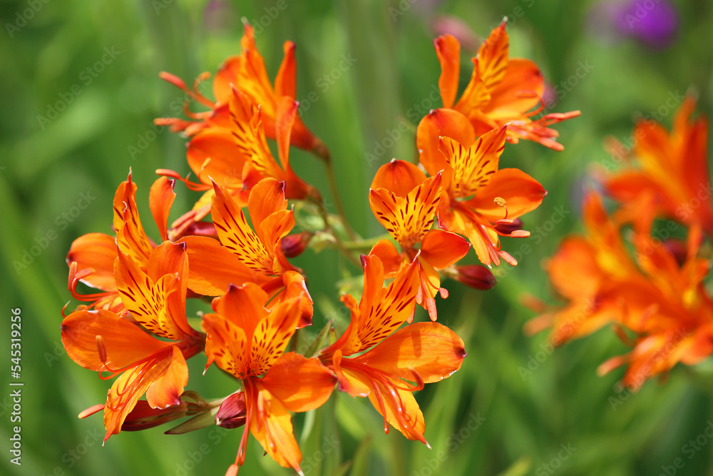 Astromeria flowers - California Astromeria flowers - California