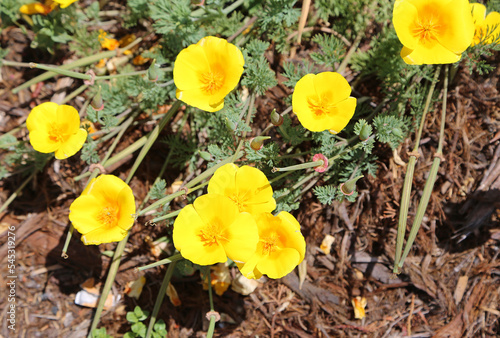 Bright yellow California poppy
