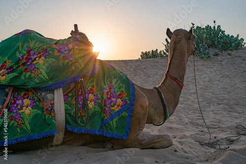 Sun rising at the horizon of Thar desert, Rajasthan, India. Dromedary, dromedary camel, Arabian camel, or one-humped camel with colorful Rajasthani dress on its back is resting on sand dune.