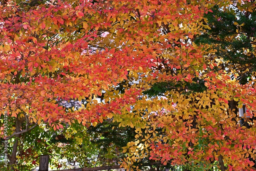 Autumn leaves of Enkianthus perulatus (Dodan-tsutsuji).
Ericaceae deciduous shrub.A plant where you can enjoy flowers and fresh greenery in spring, and autumn foliage. Autumn leaves of Enkianthus perulatus (Dodan-tsutsuji).
Ericaceae deciduous shrub.A plant where you can enjoy flowers and fresh greenery in spring, and autumn foliage.
