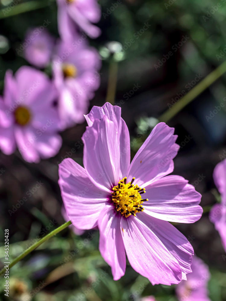 delicate beautiful fresh bright purple flowers of cosmea