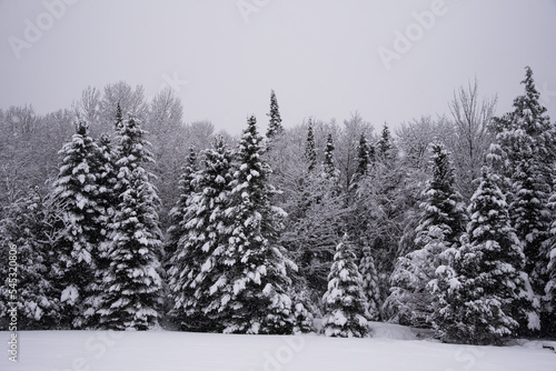 Snow storm in forest © Bernie