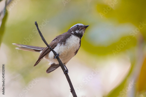 white browed fantail