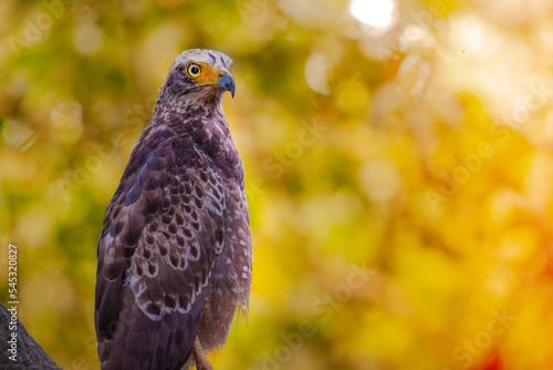 crested serpent eagle photo