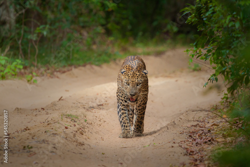 Sri lankan leopard