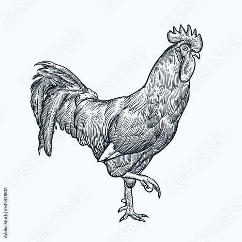 Vintage hand drawn rooster side profile