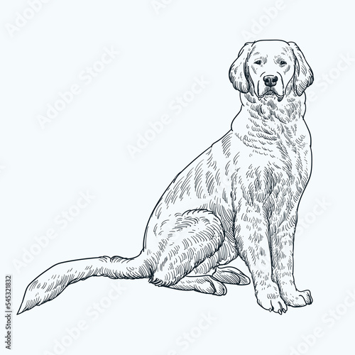 Vintage hand drawn golden retriever dog sit