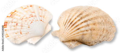 Fotografia Decorations of seashell or ocean mollusk. Underwater life