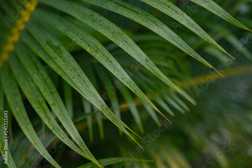 Tropical green palm plant background close up