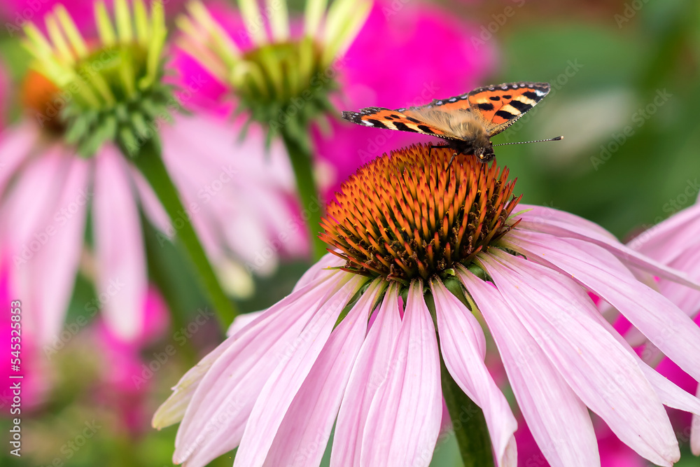 On the inflorescence of the purple echinacea flower sits a diurnal butterfly urticaria. On the inflorescence of the purple echinacea flower sits a diurnal butterfly urticaria.