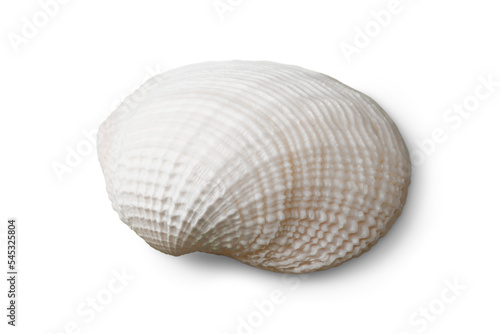 Decoration seashell or ocean mollusk photo