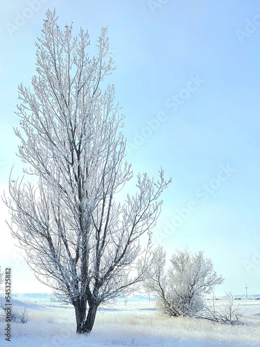trees in winter