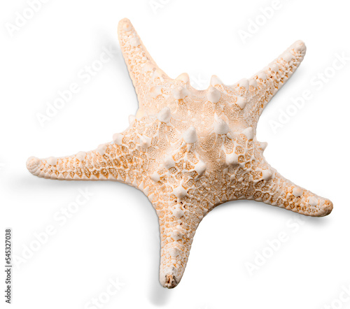 Obraz na plátně Beauty sea starfish
