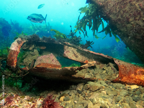 Scuba diving NZ Wellington Wreck