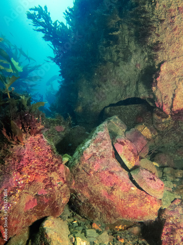 Scuba diving NZ Wellington Wreck